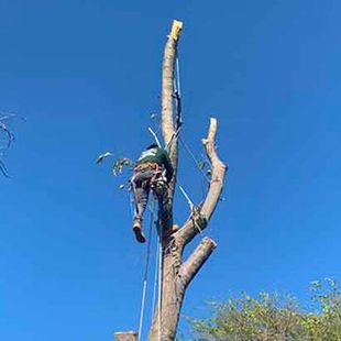 A man is climbing a tree with a chainsaw.