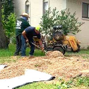 A group of men are working on a tree stump in a yard.