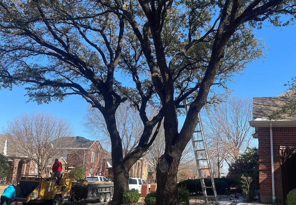 Large leafless tree in a sunny yard with a brick house and people in the background