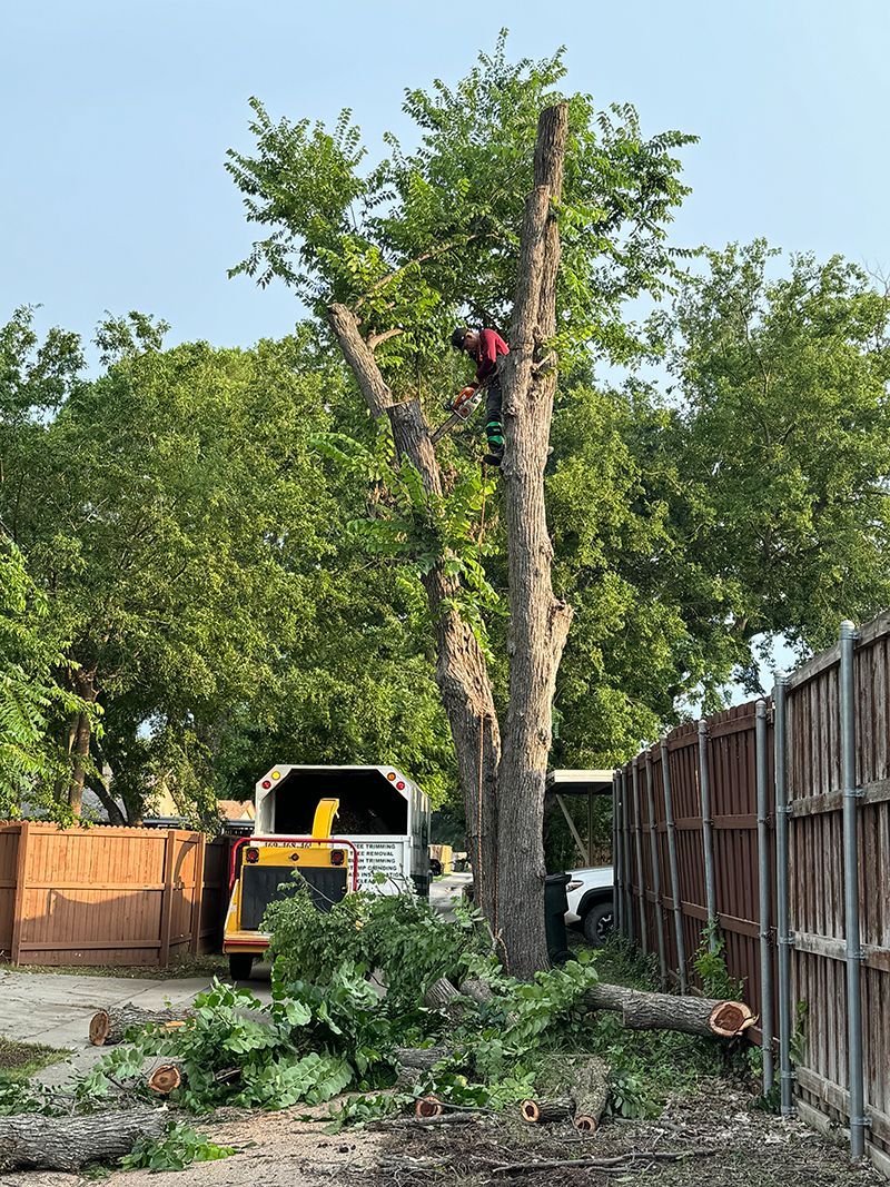 A man is climbing a tree in a backyard.