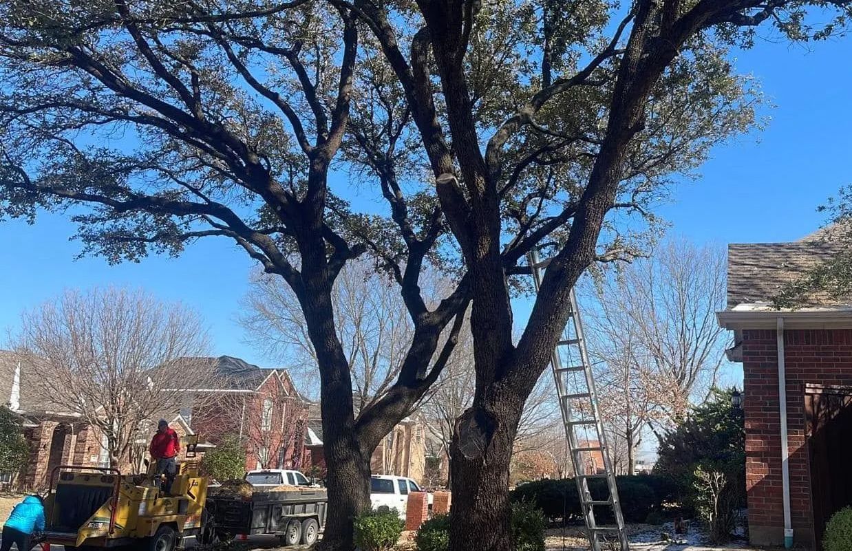 A group of people are working on a tree in front of a house.