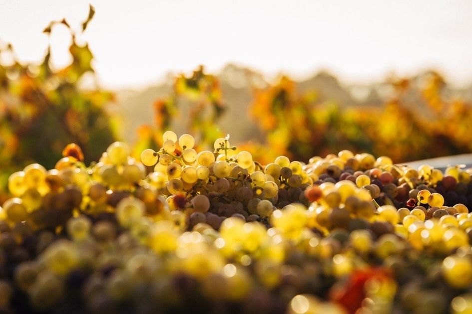 sedona valley grapes closeup