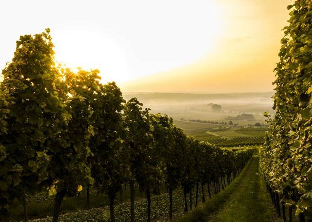sedona valley vineyard tour