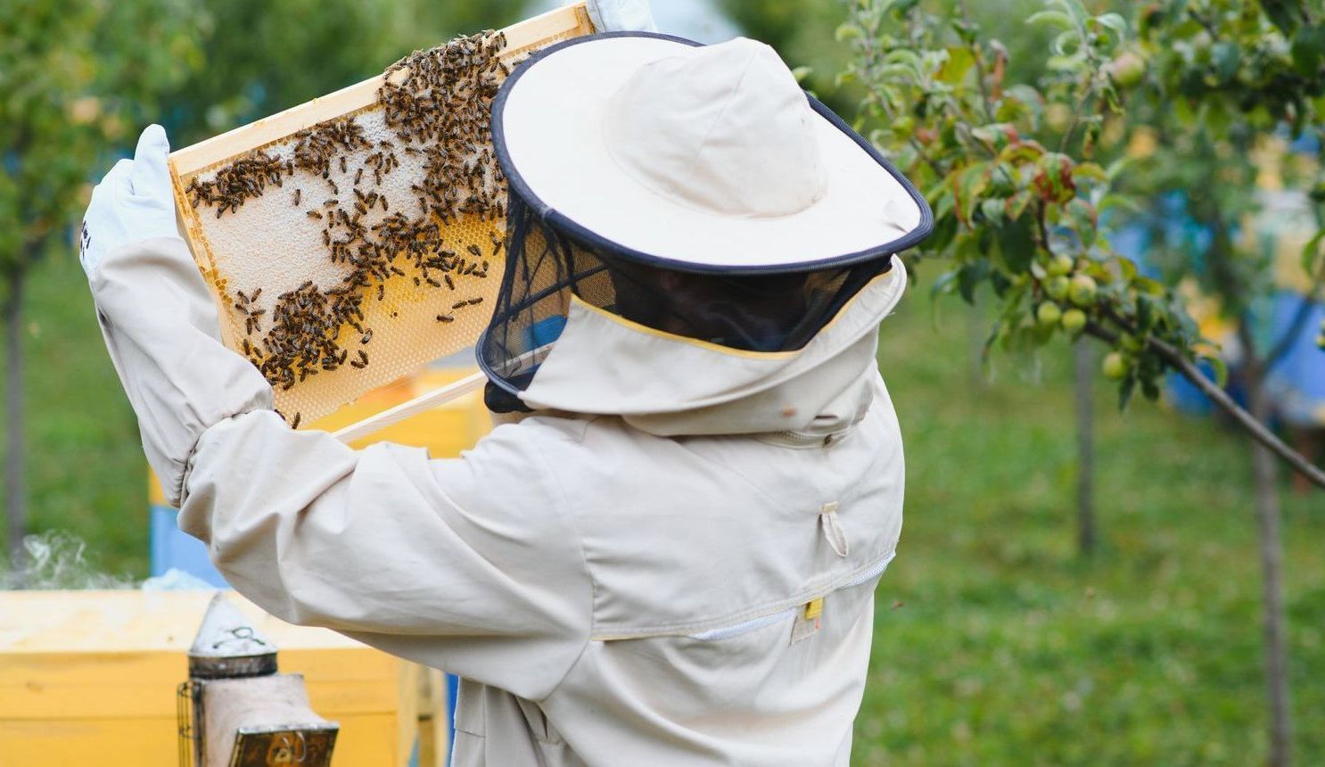 beekeeper inspecting frame of comb with bees