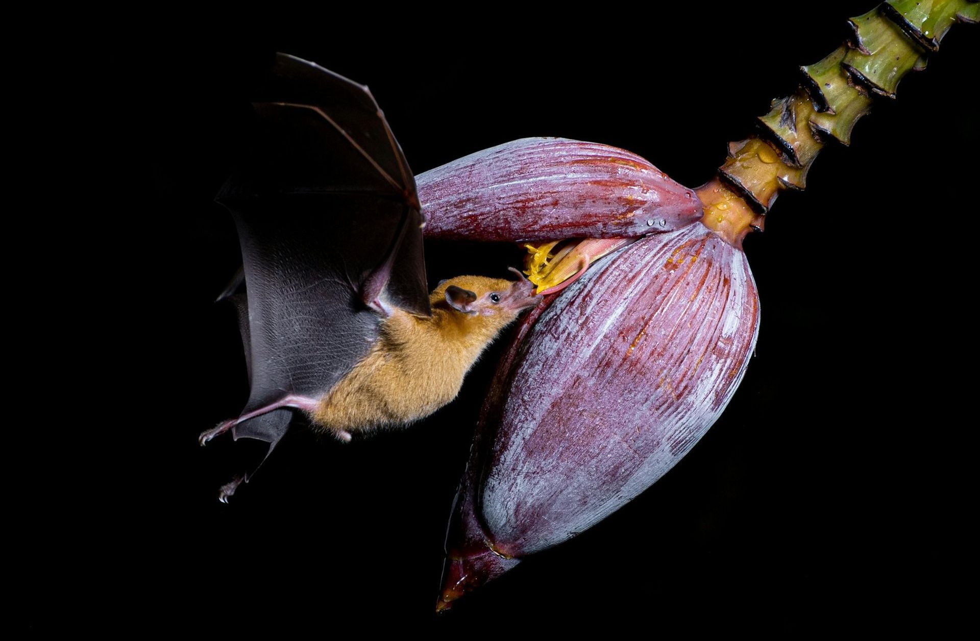 fruit bat taking nectar from tropical fruit