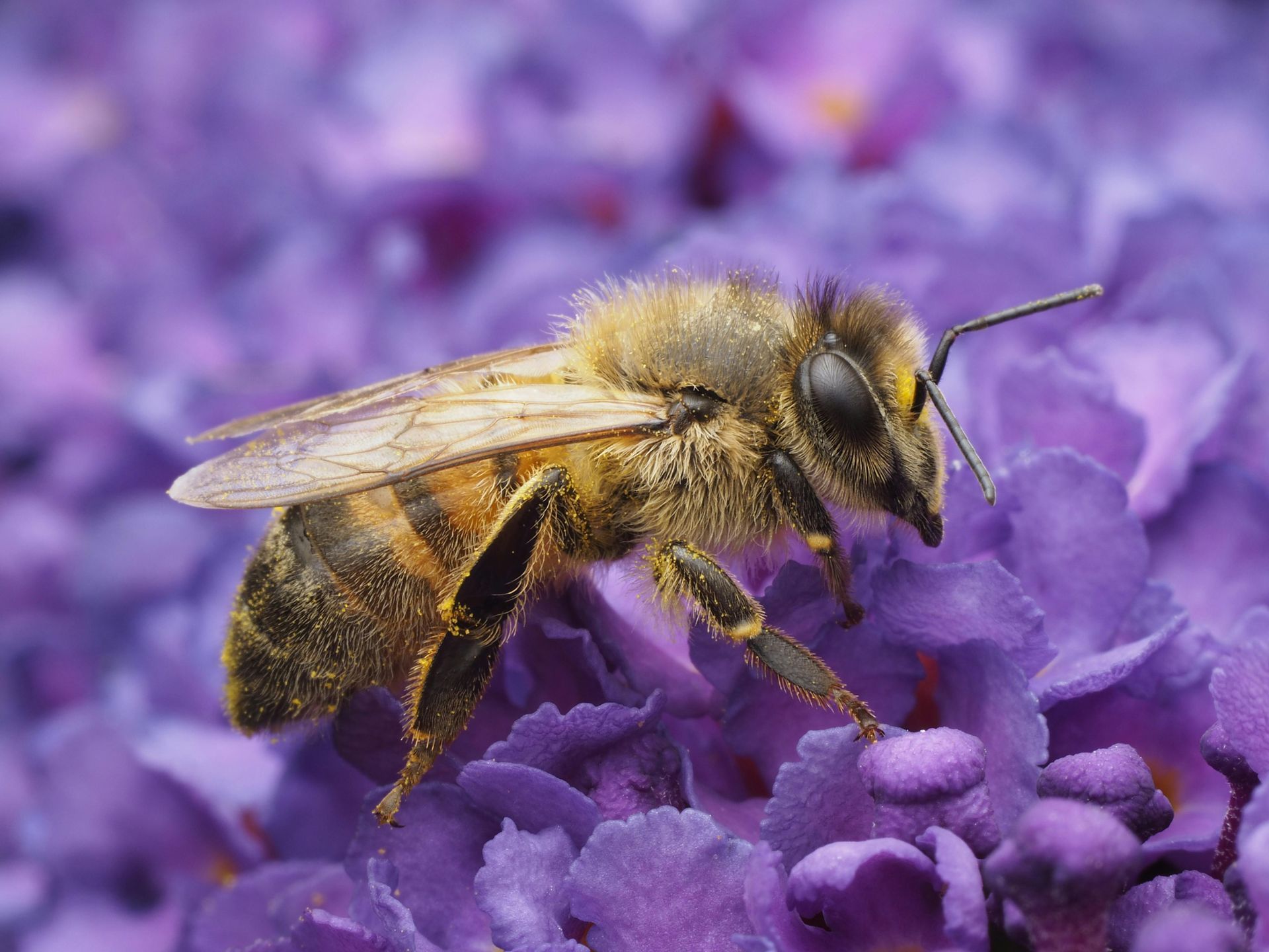 a closeup of a honey bee resting on purple flowers