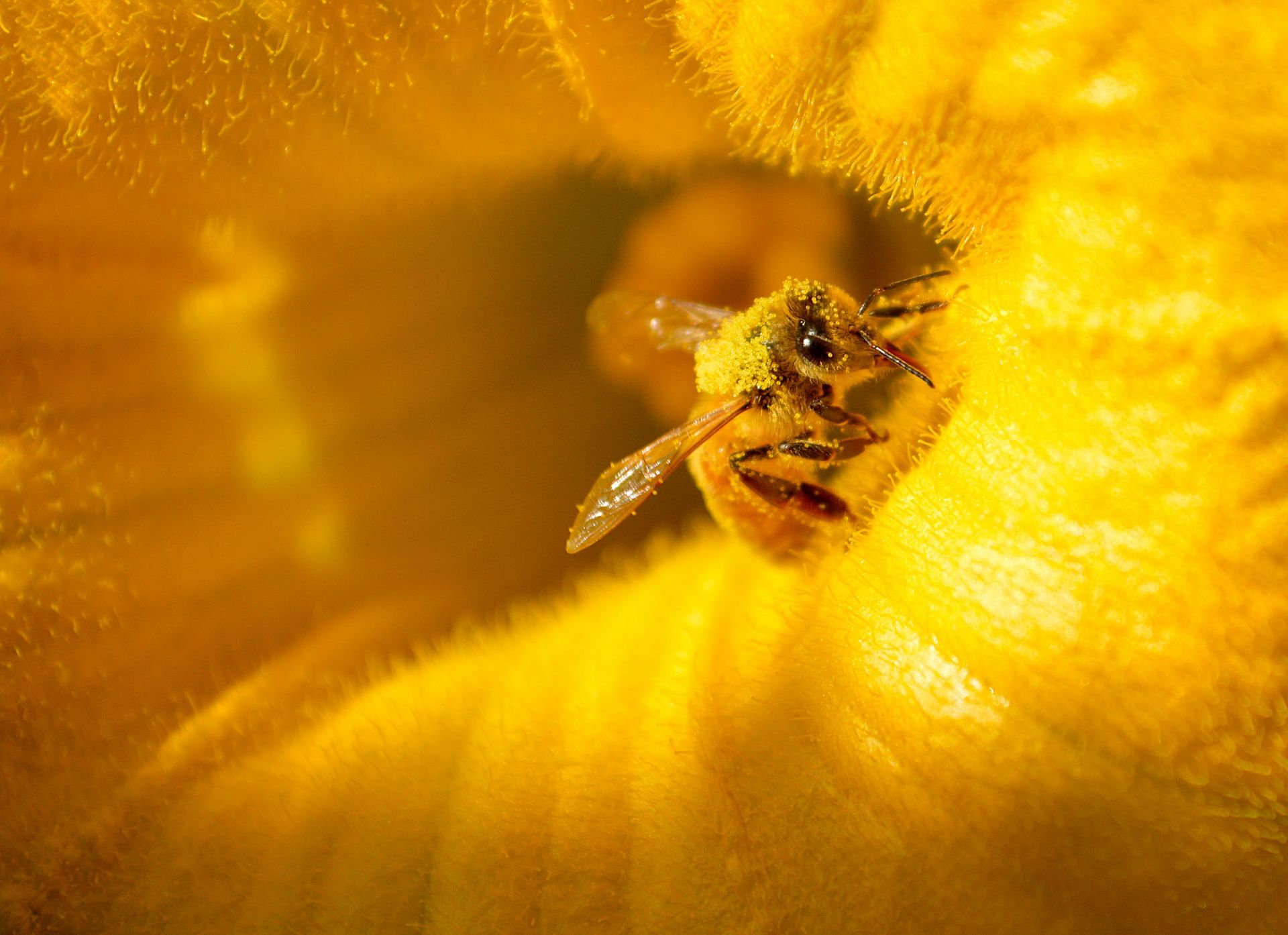 a honey bee encircled by a bright yellow flower petal