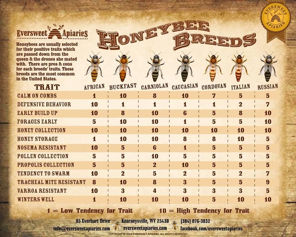 A poster showing honeybee breeds and their traits