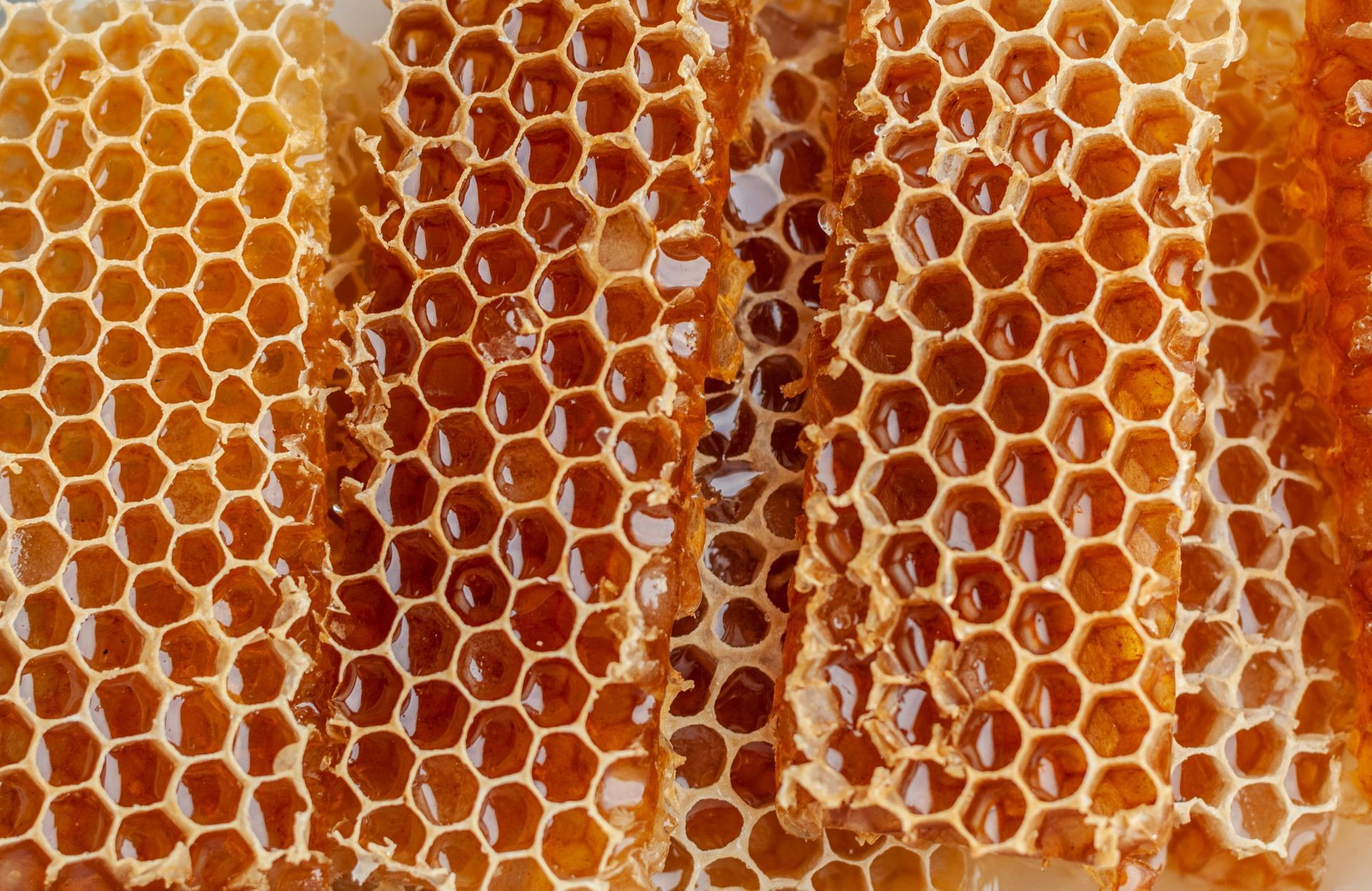 honey comb glicening with honey flow.