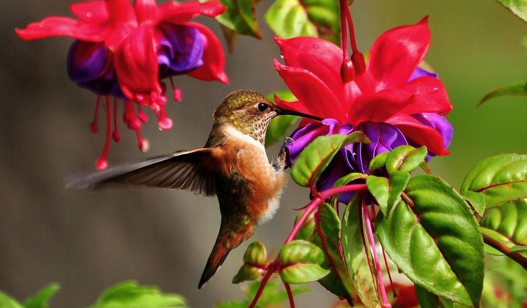 beautiful hummingbird lapping nectar from a fushia