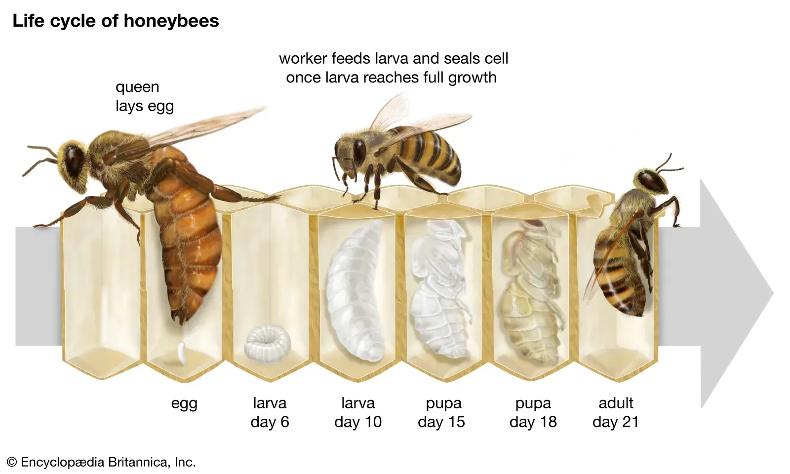 A diagram of the life cycle of a honey bee
