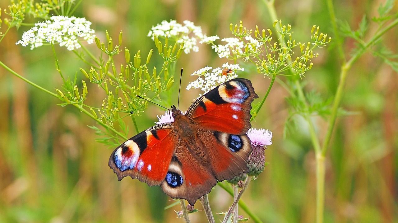 a red butterfly with eye spots on milkweed