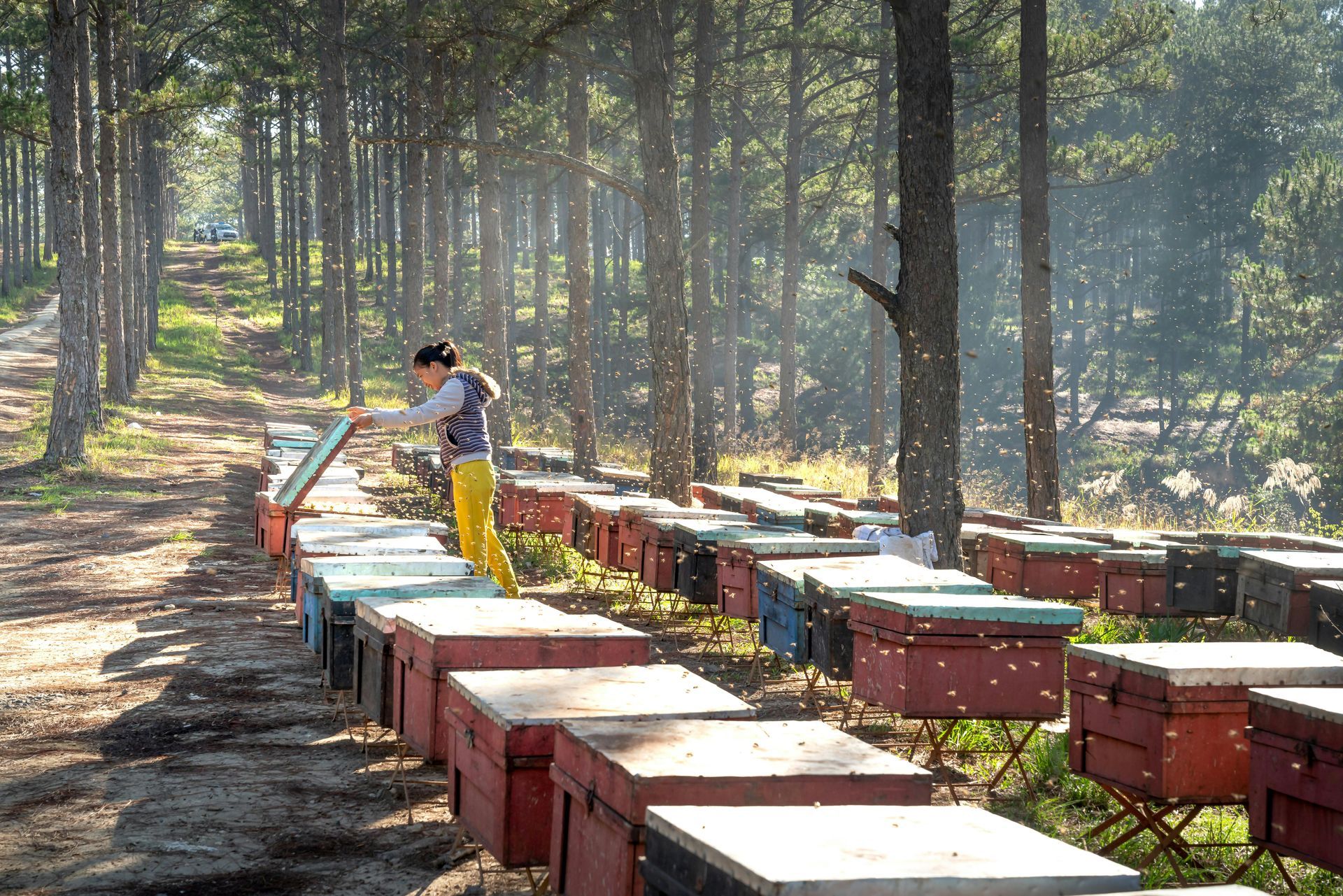 beekeeper attending to a large apiary among the woods on a sunny day