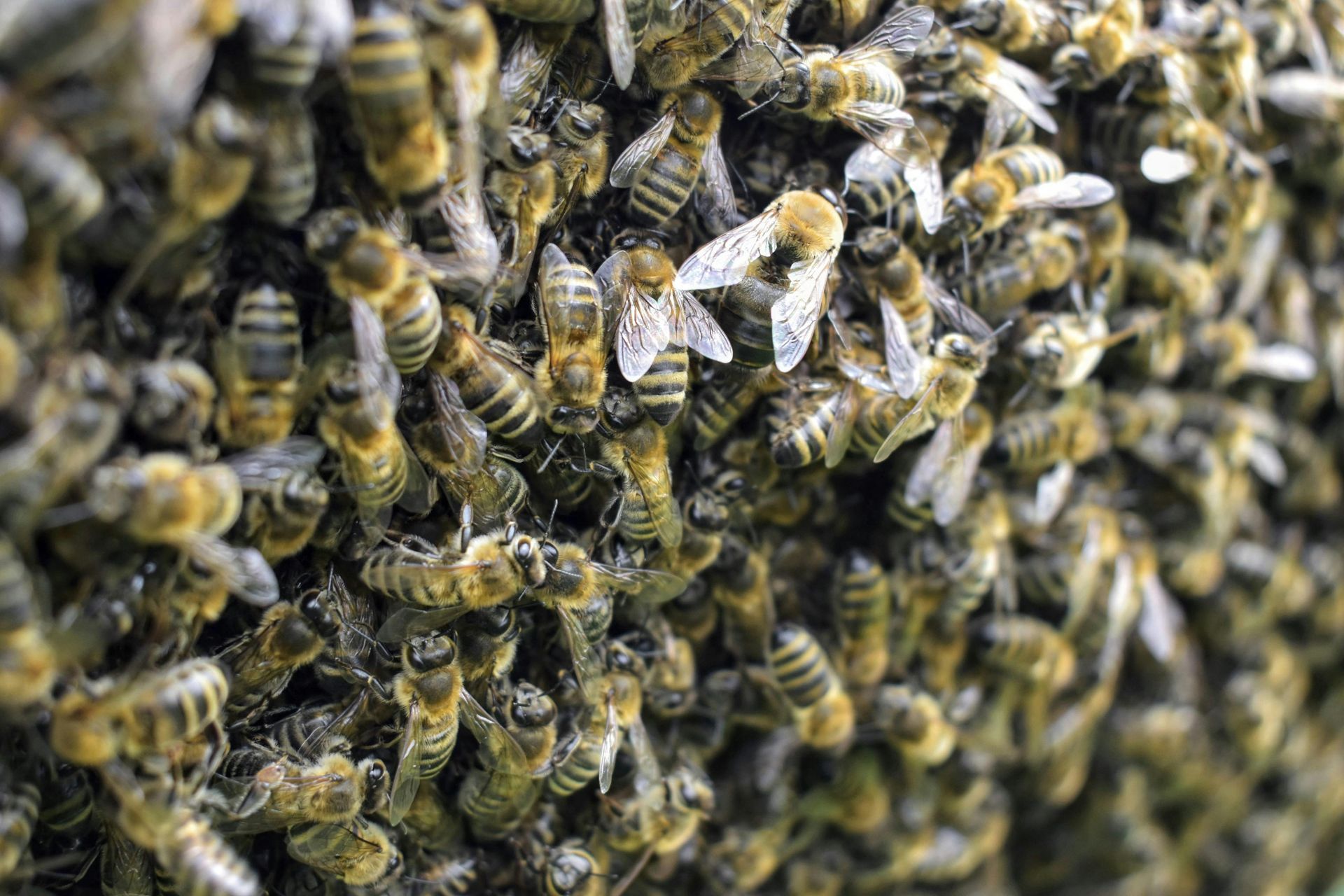 a close up image of many bees