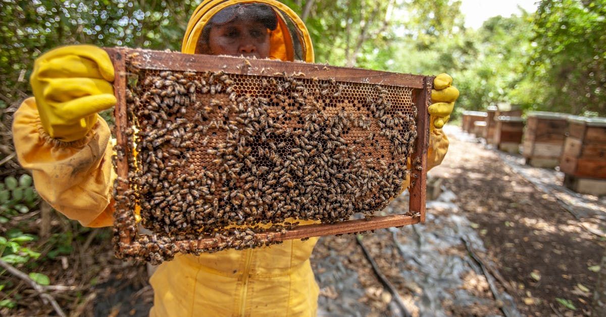 A beekeeper is holding a frame of bees in his hands.
