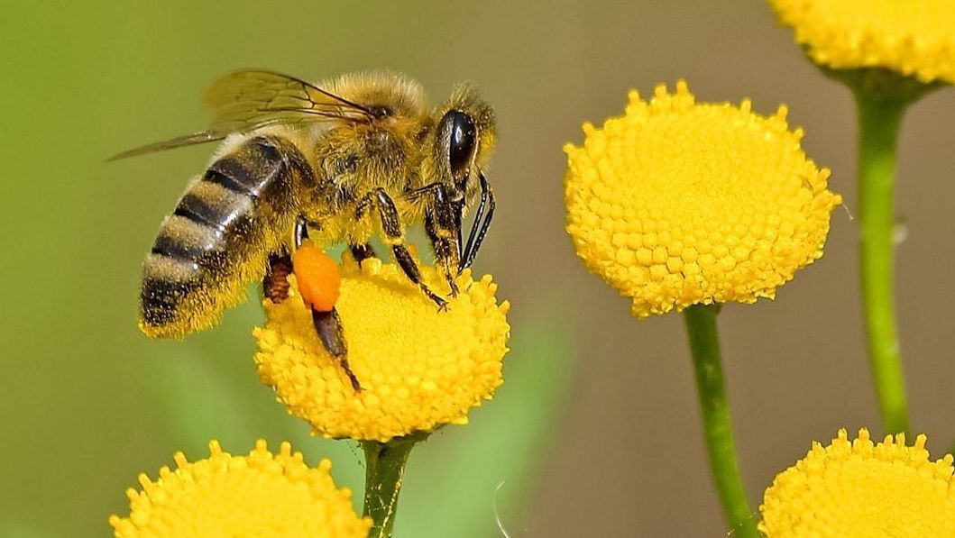 honey bee resting on yellow flower with large ball of pollen on rear leg