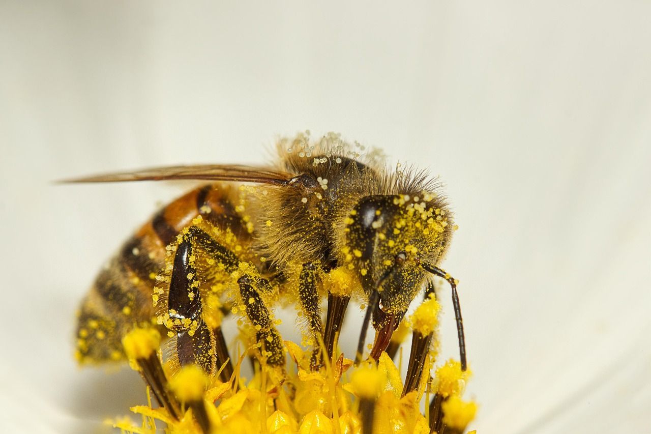 a honey bee covered all over in yellow pollen