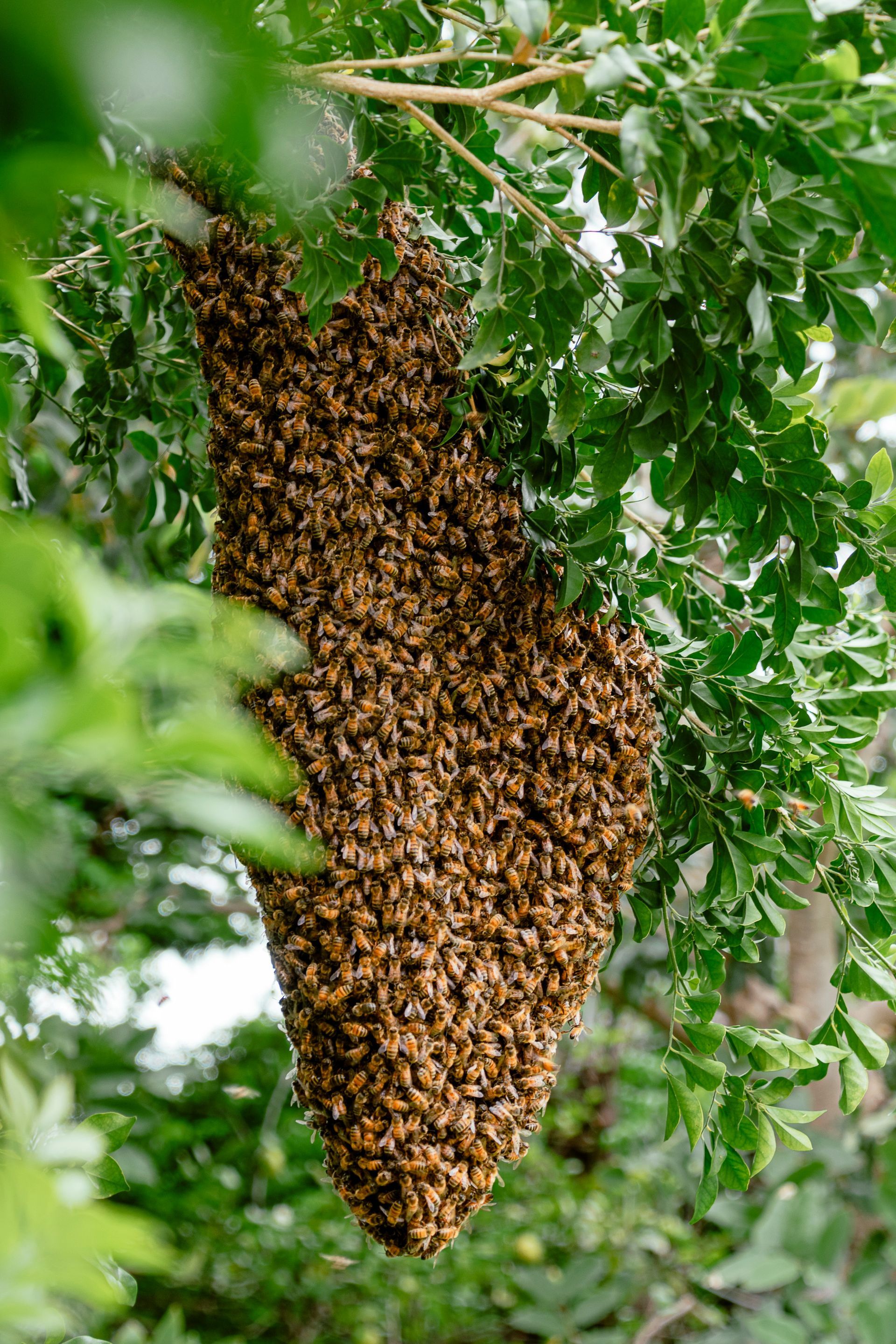 a swarm of bees resting on a tree branch
