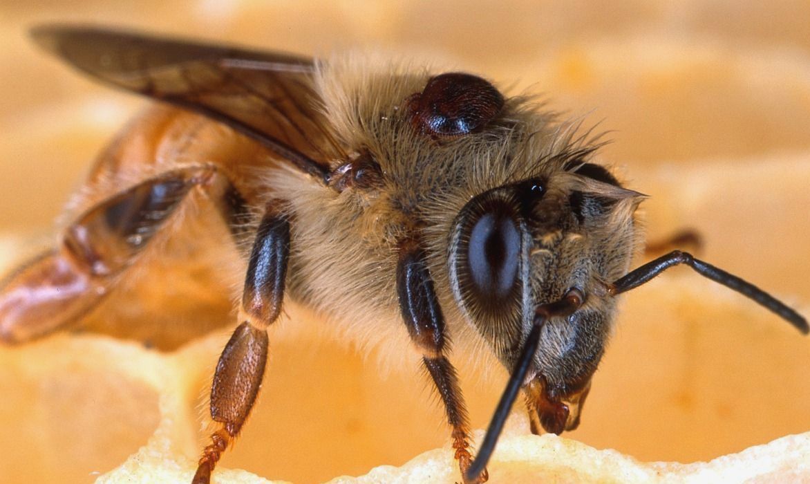 Varroa mite on back of bee