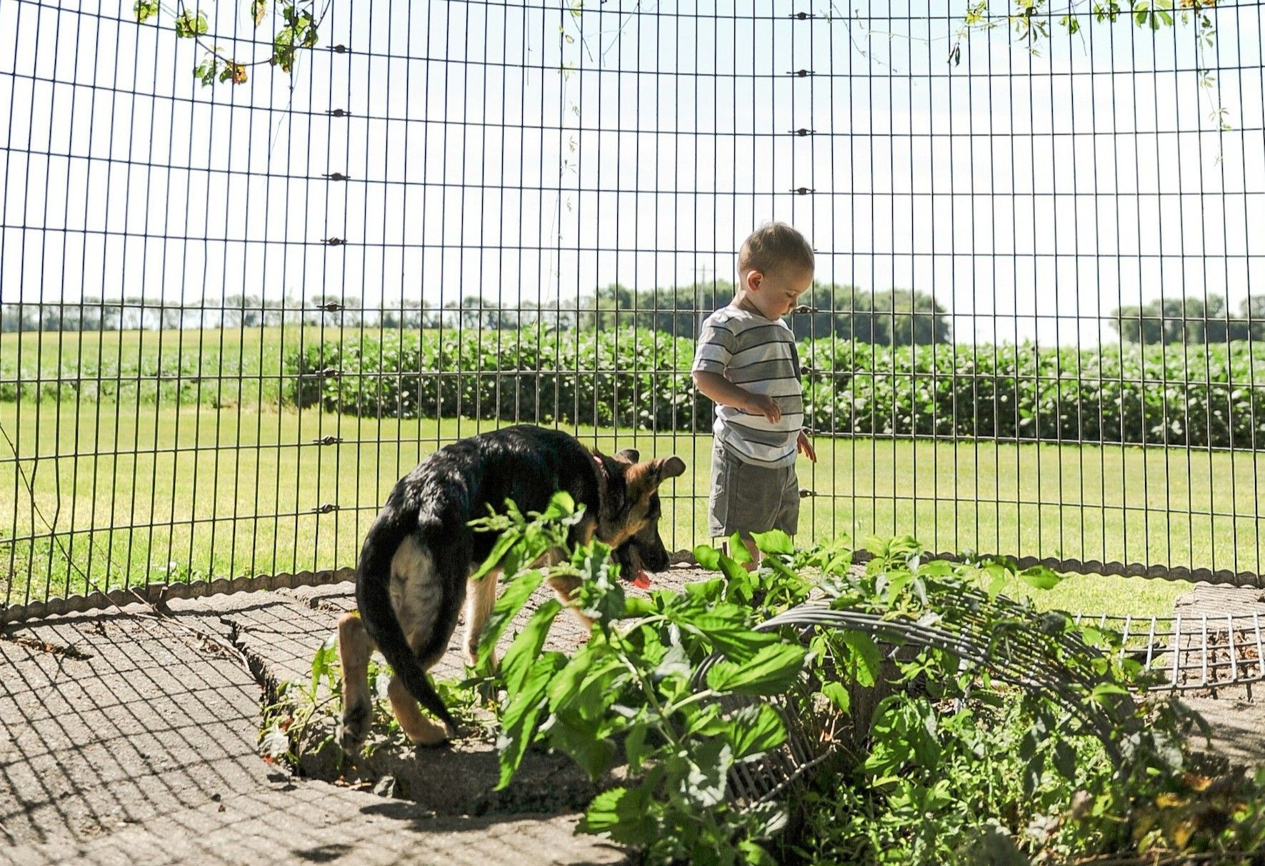 Child and German Shepherd dog in a fenced yard, dog sniffing plants in State College