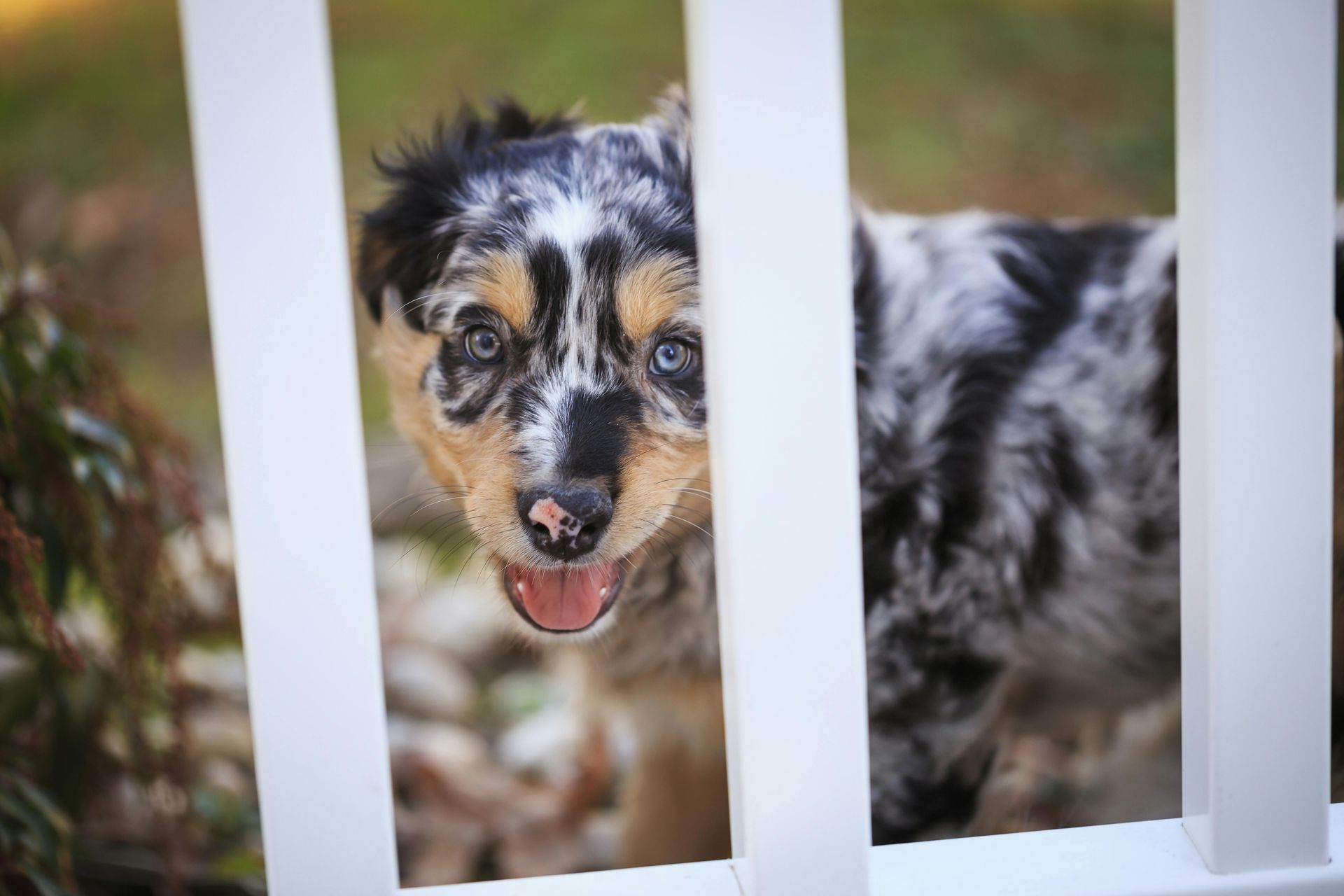 dog fence in state college
