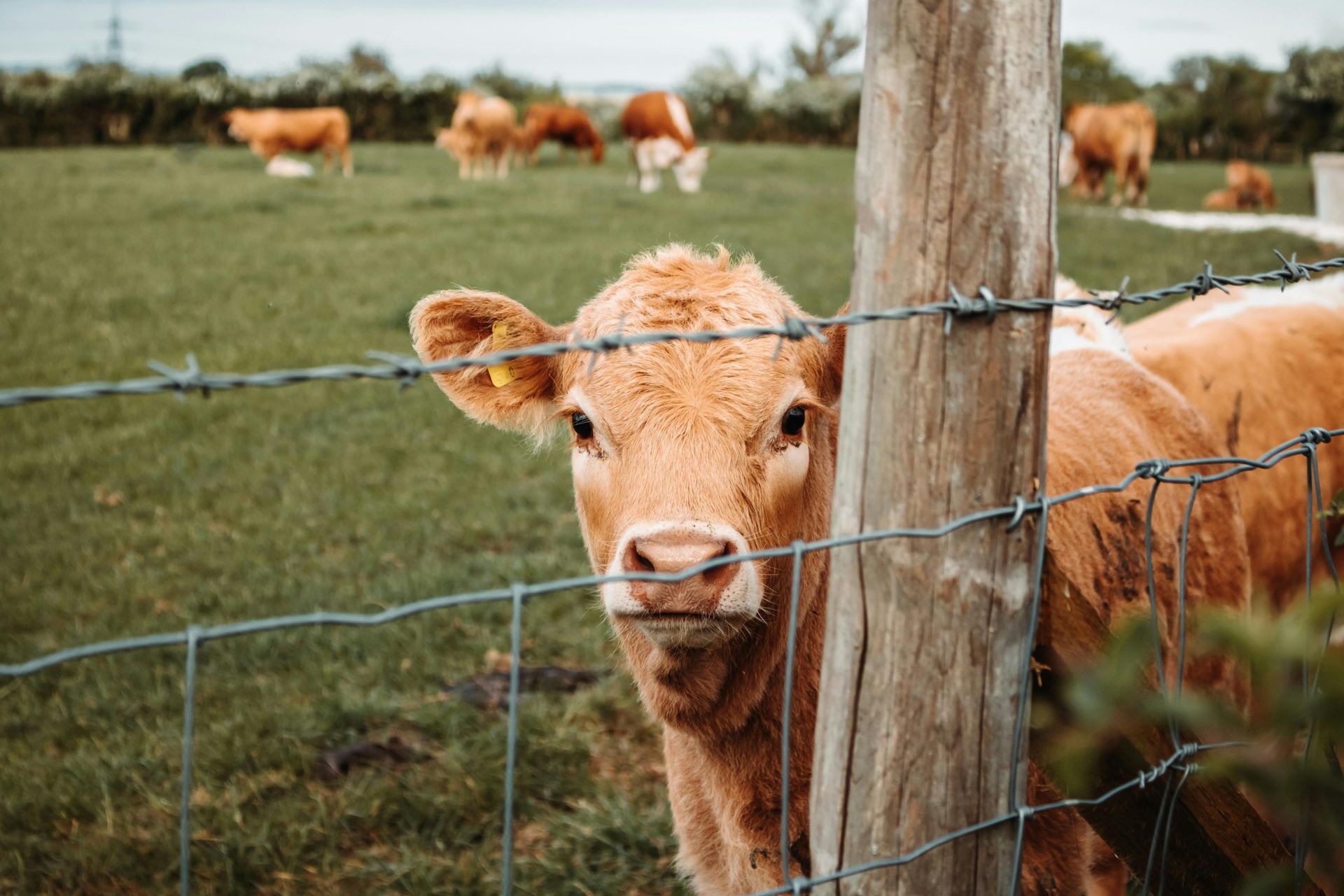 A brown calf peeks through a barbed wire fence in a green pasture with other cattle in Bellefonte