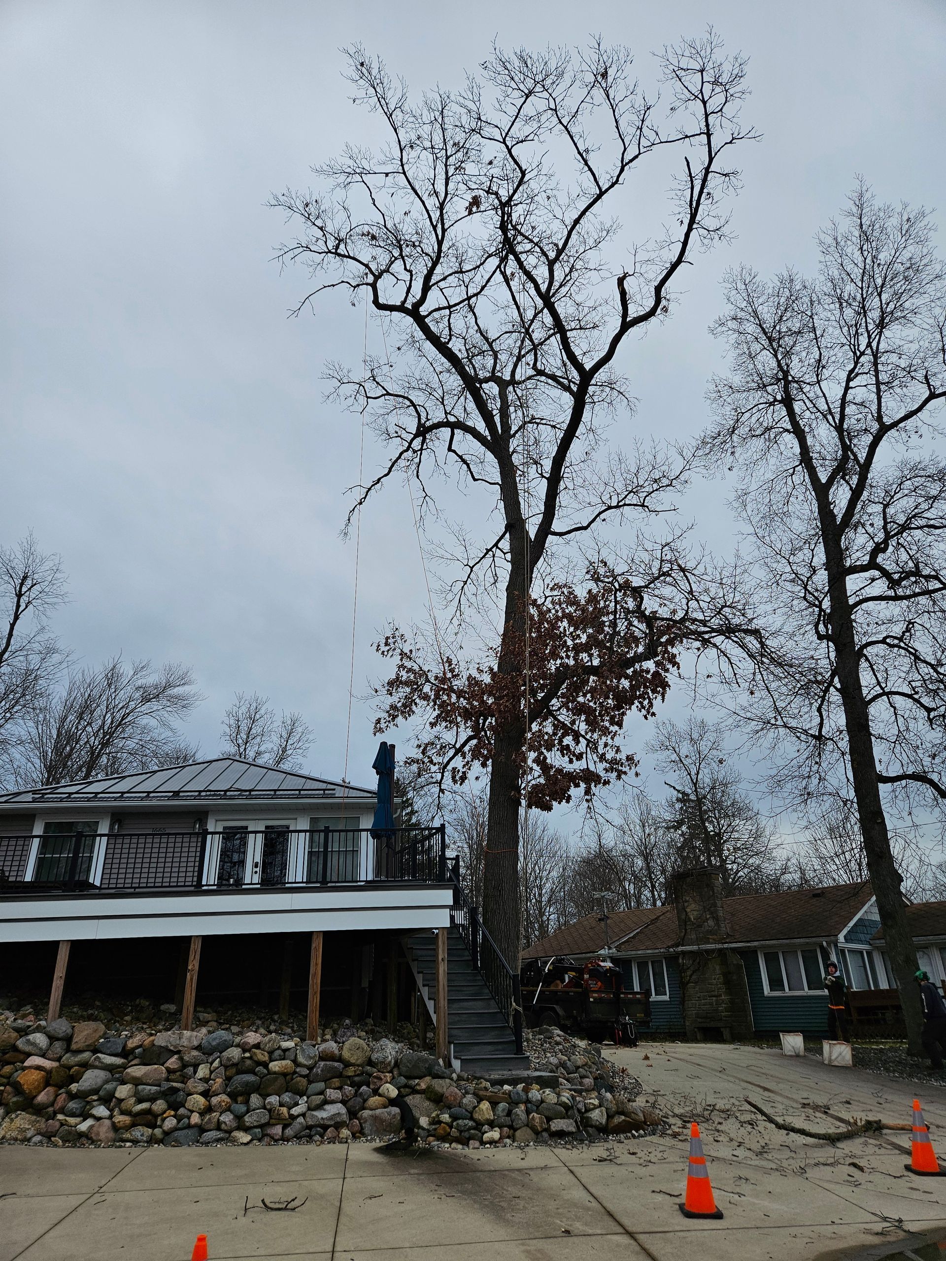 A tree is being cut down in front of a house.