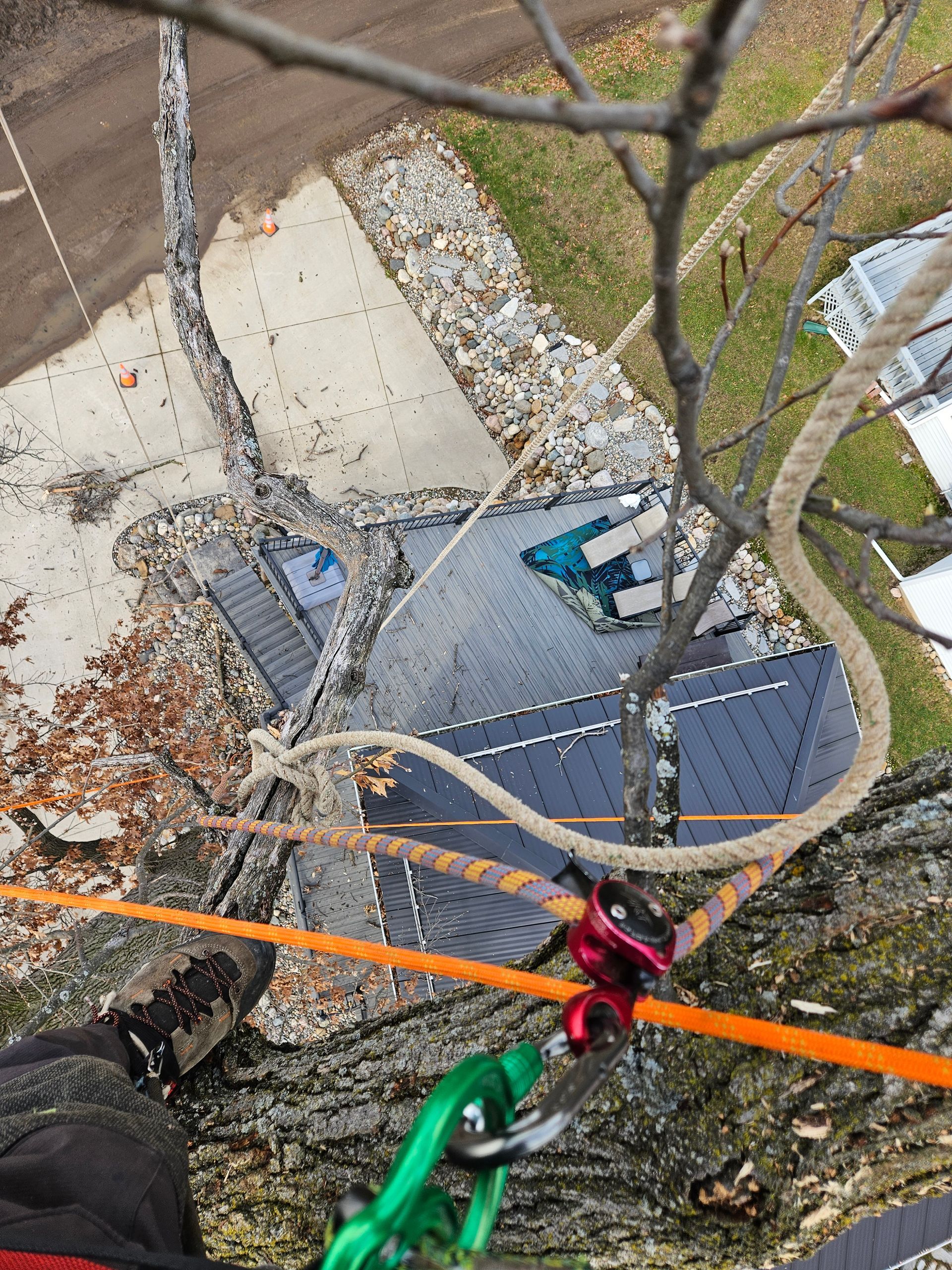 A person is climbing a tree with a rope attached to it.