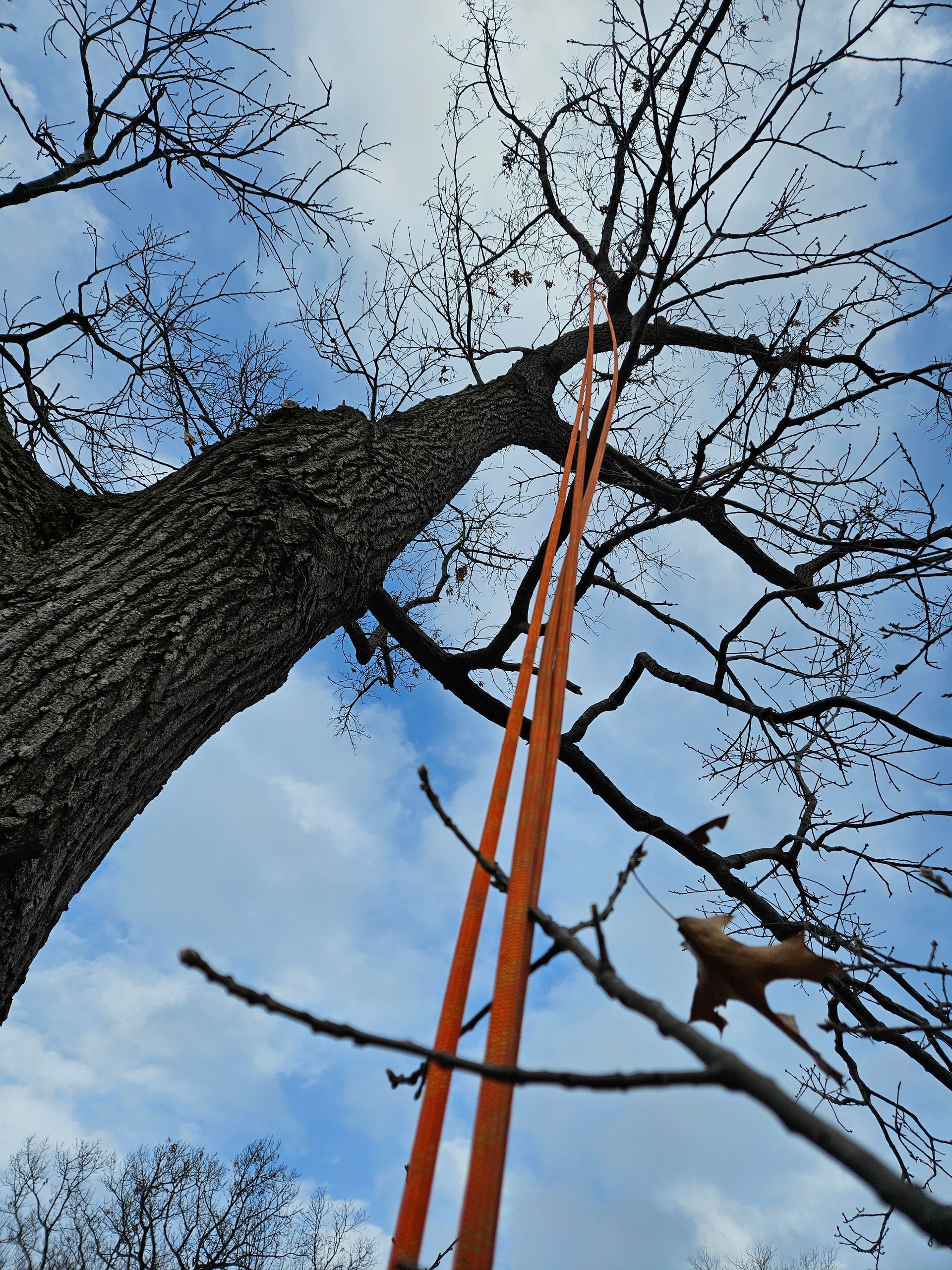 Looking up at a tree with a ladder attached to it