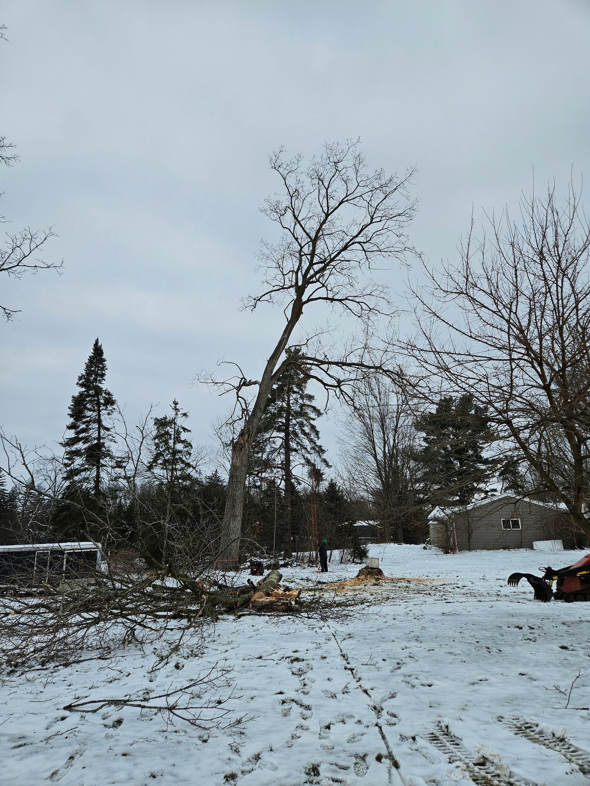 A tree that has fallen in the snow in a yard.