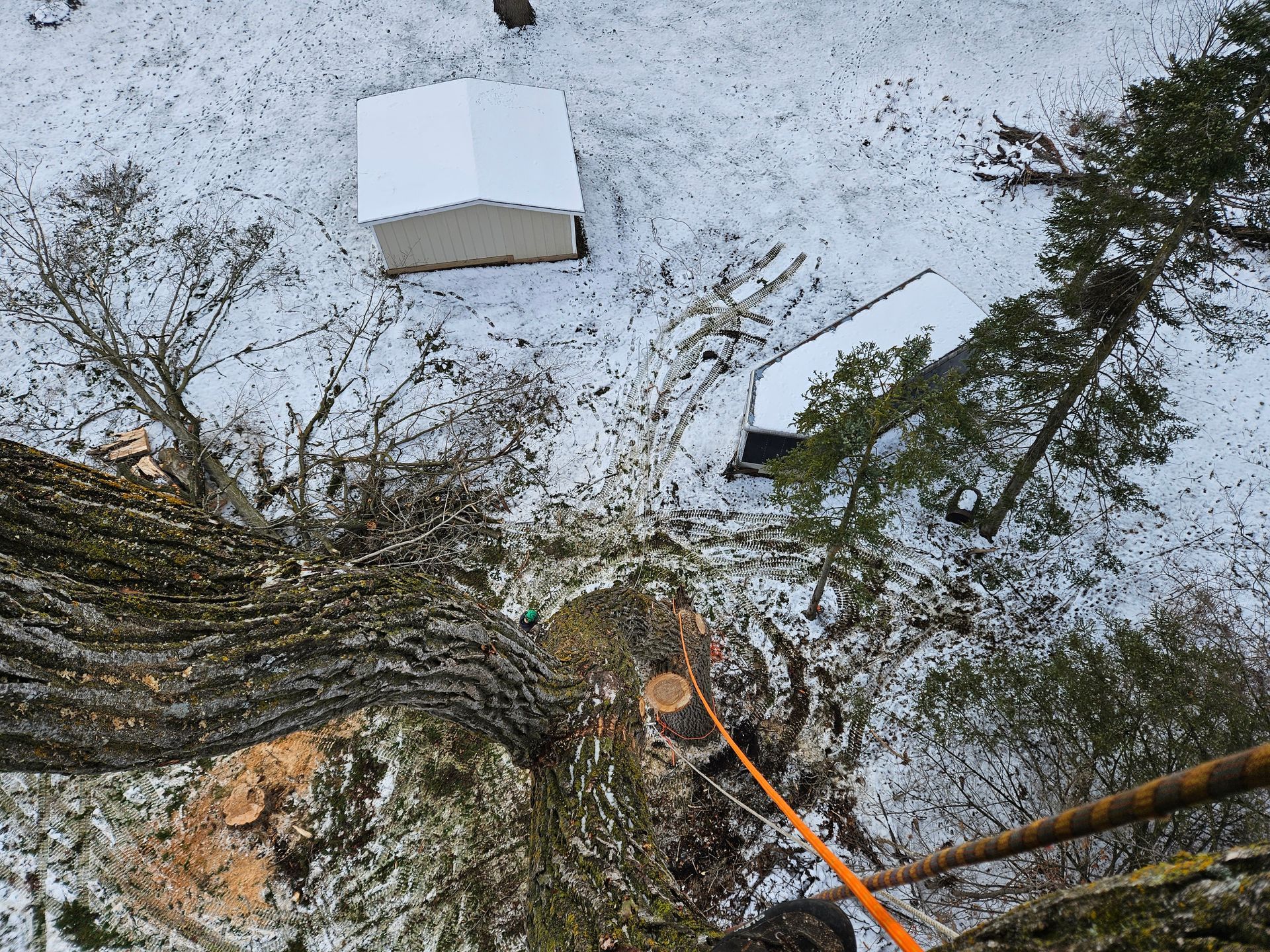 An aerial view of a tree being cut down in the snow.