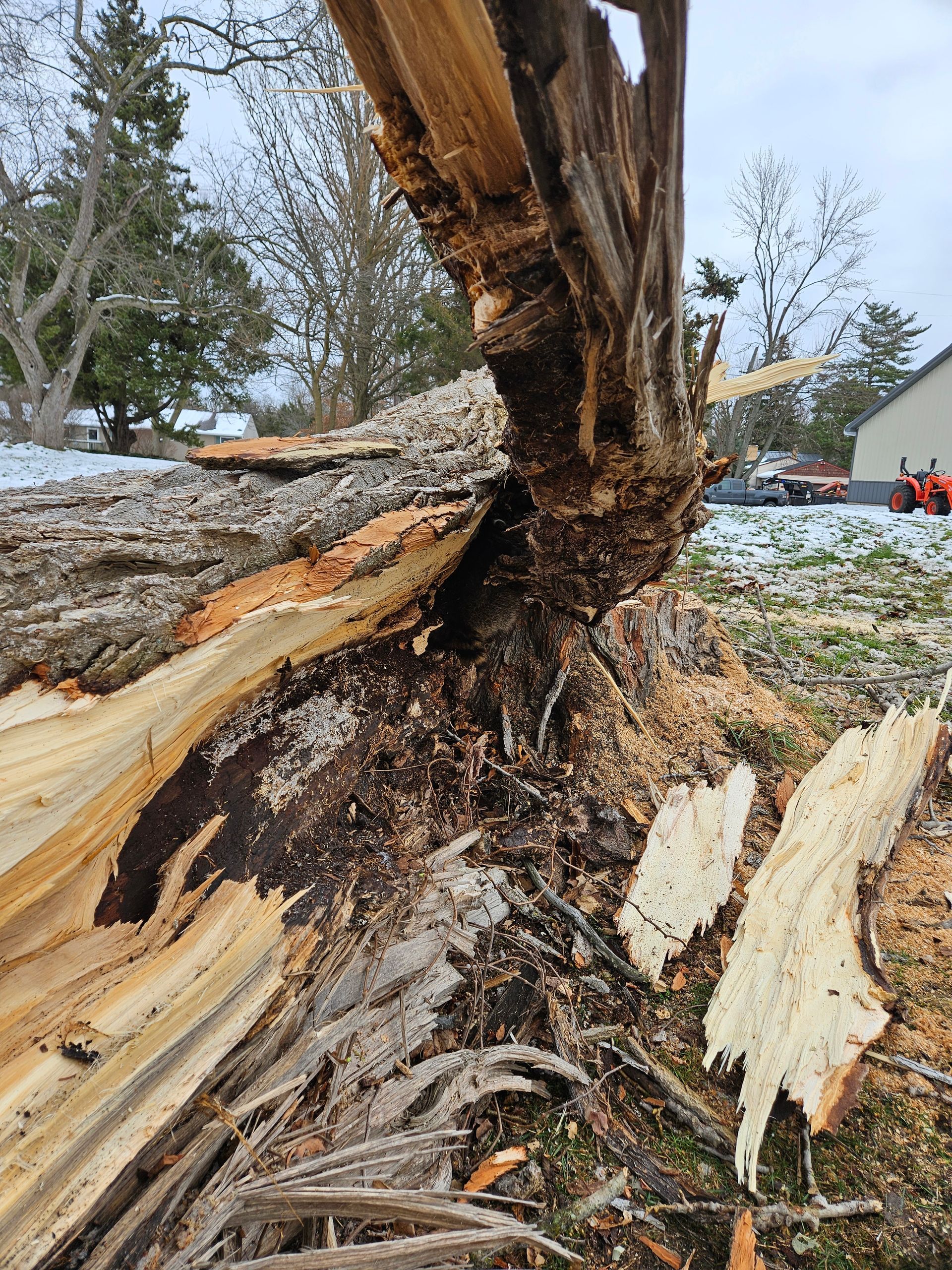 A large tree that has been knocked over by a storm.