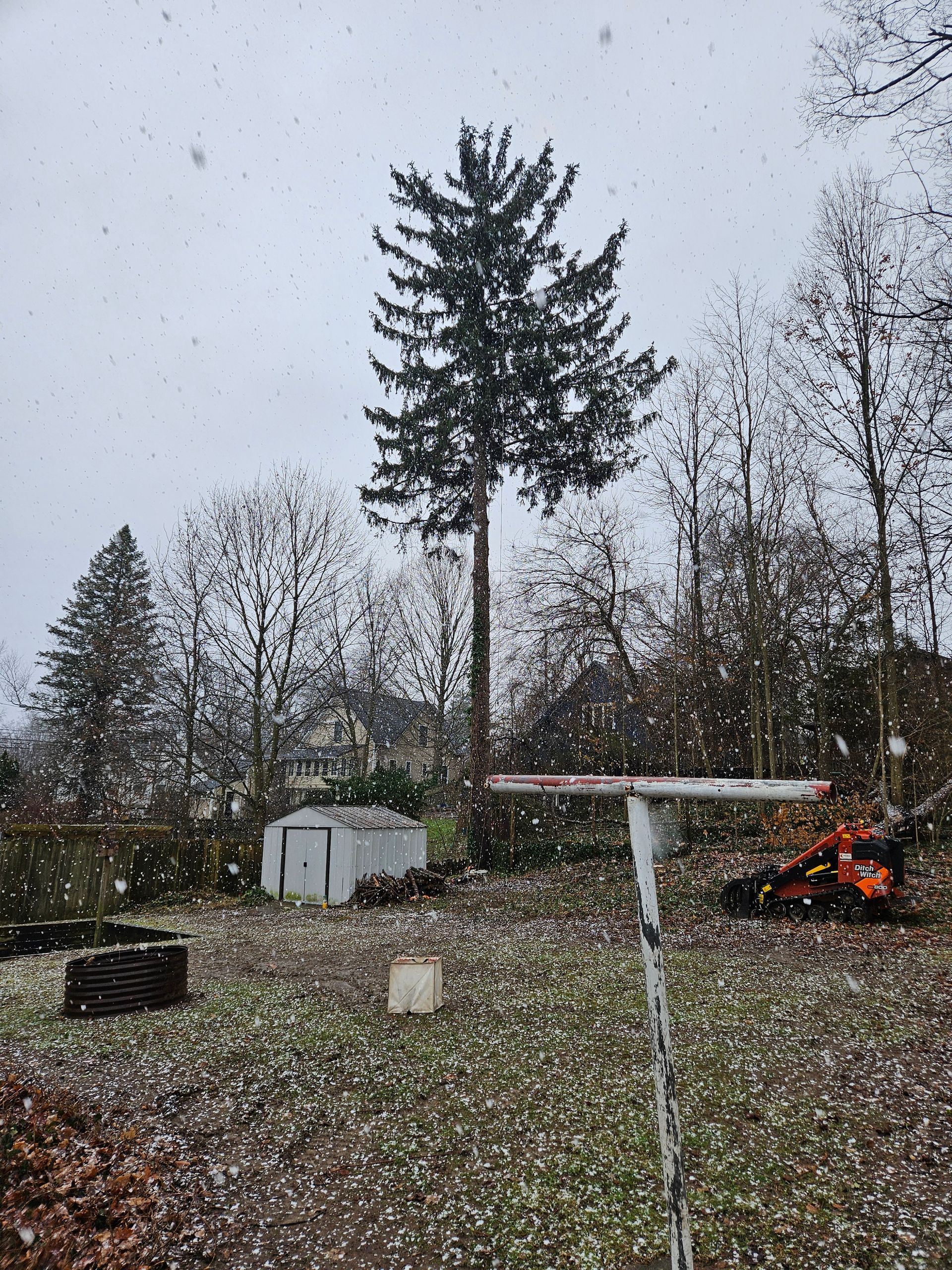 A large pine tree is being cut down in a backyard.