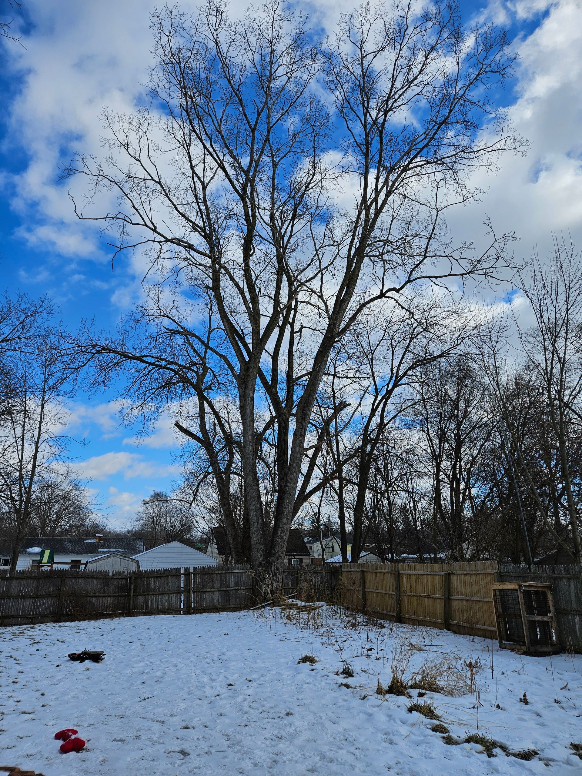 A snowy backyard with a fence and trees in the background