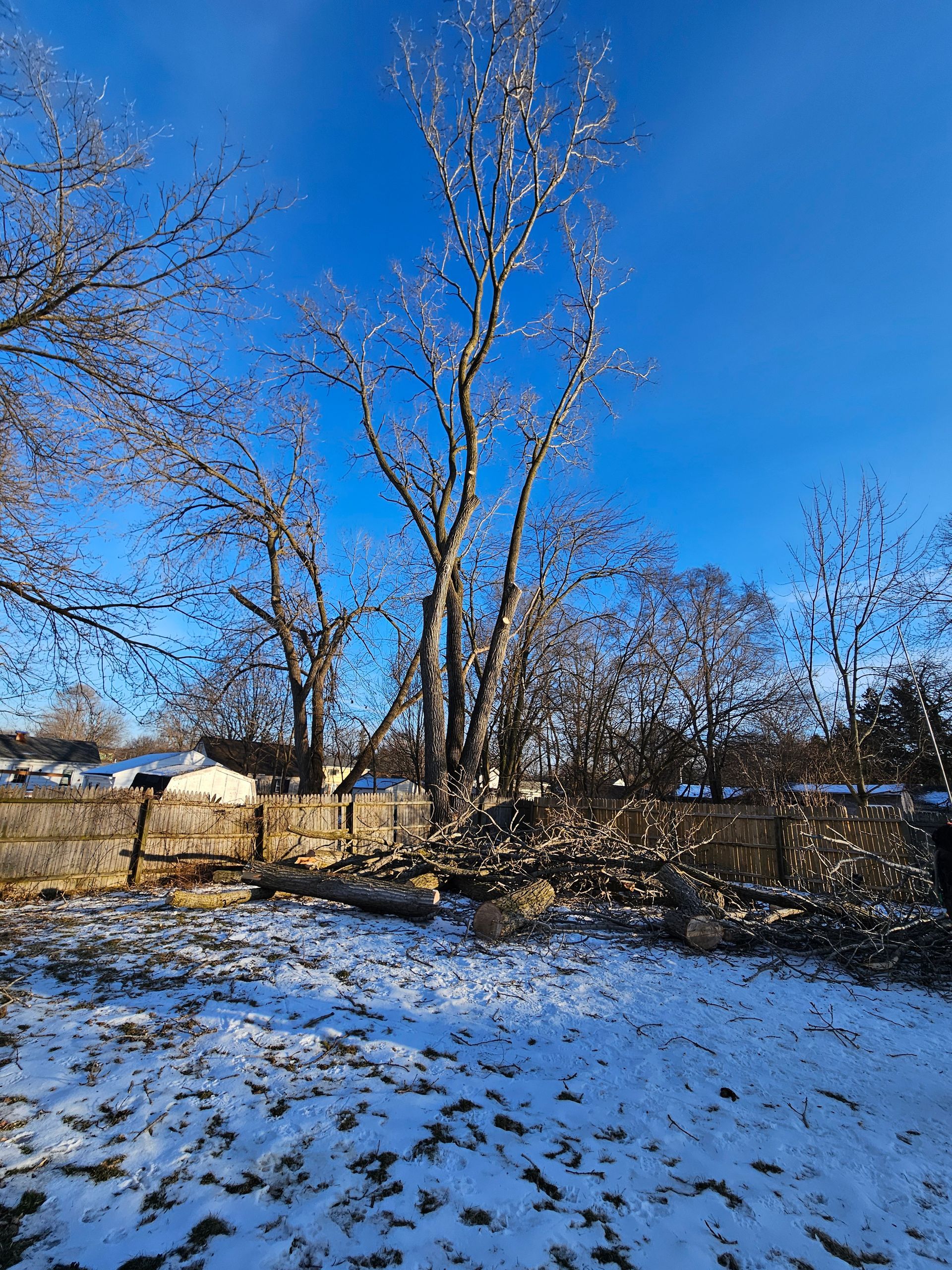 A snowy yard with trees and a fence in the background.