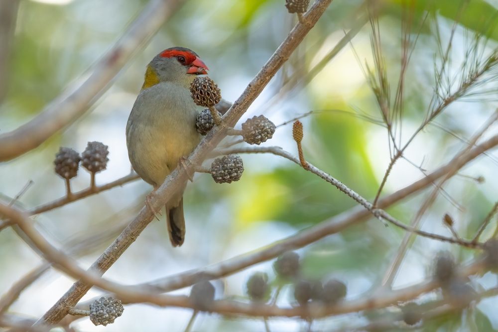 A Red Browed Finch feeding on Casuarina Tree Cones — Window Furnishing Services in Casuarina, NSW