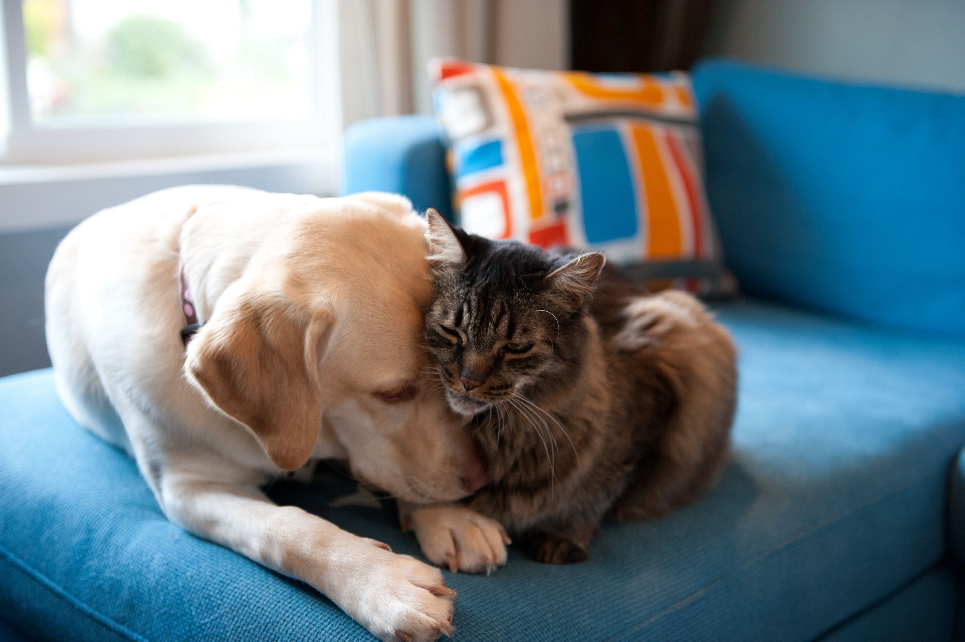 A dog and a cat are laying on a blue couch.