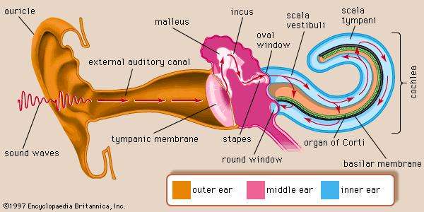 airplane ear physiology
