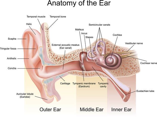 Five Cool Facts about the Middle and Inner Ear