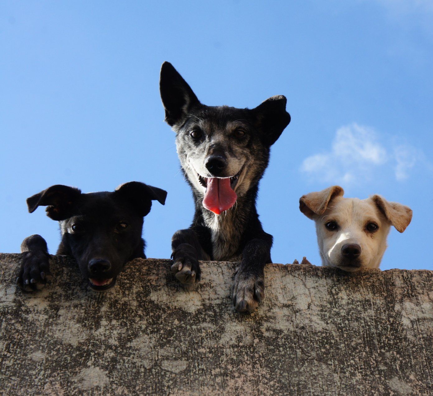 poop scoop services hoffman estates illinois