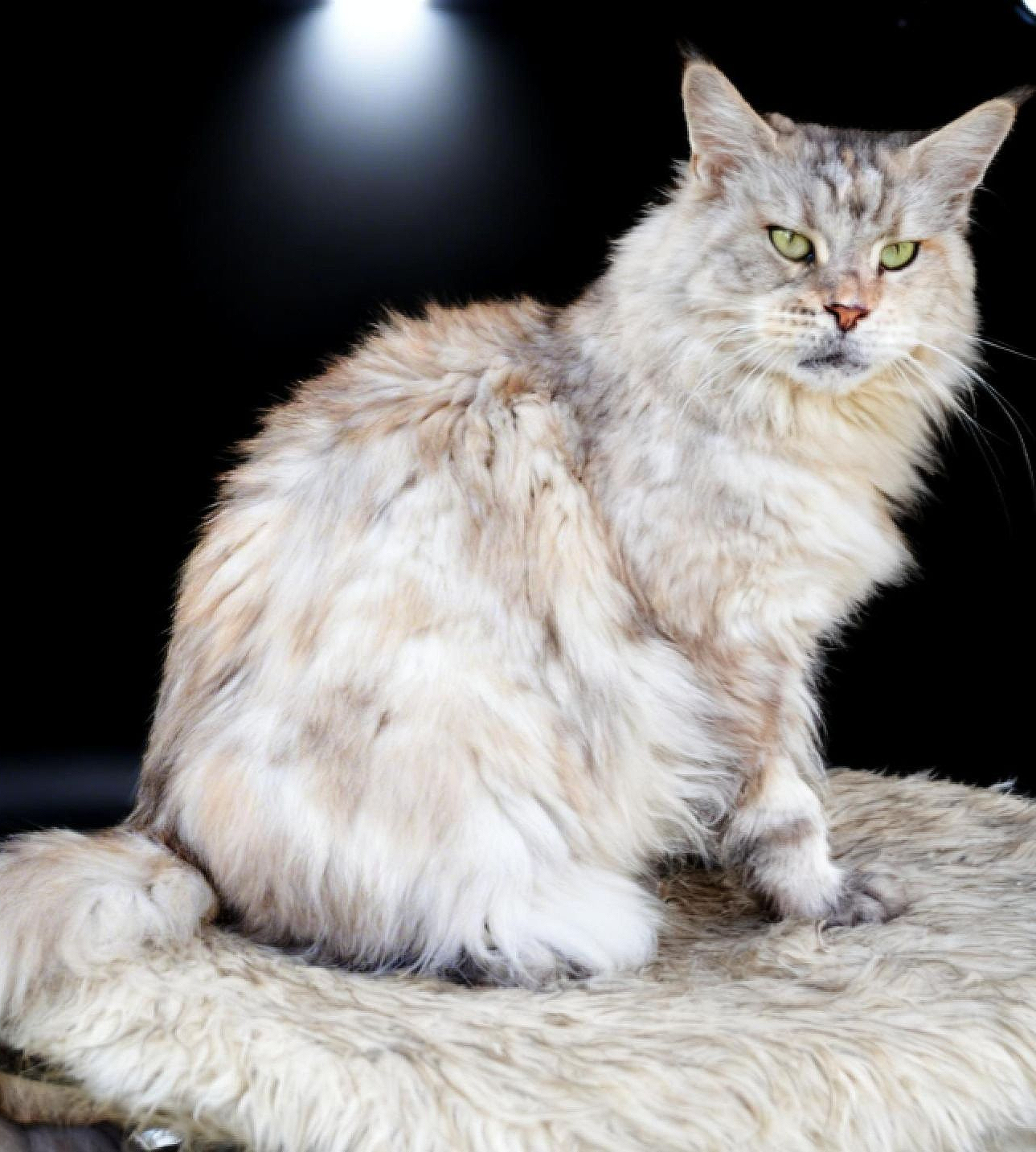 chat maine coon a vendre gard