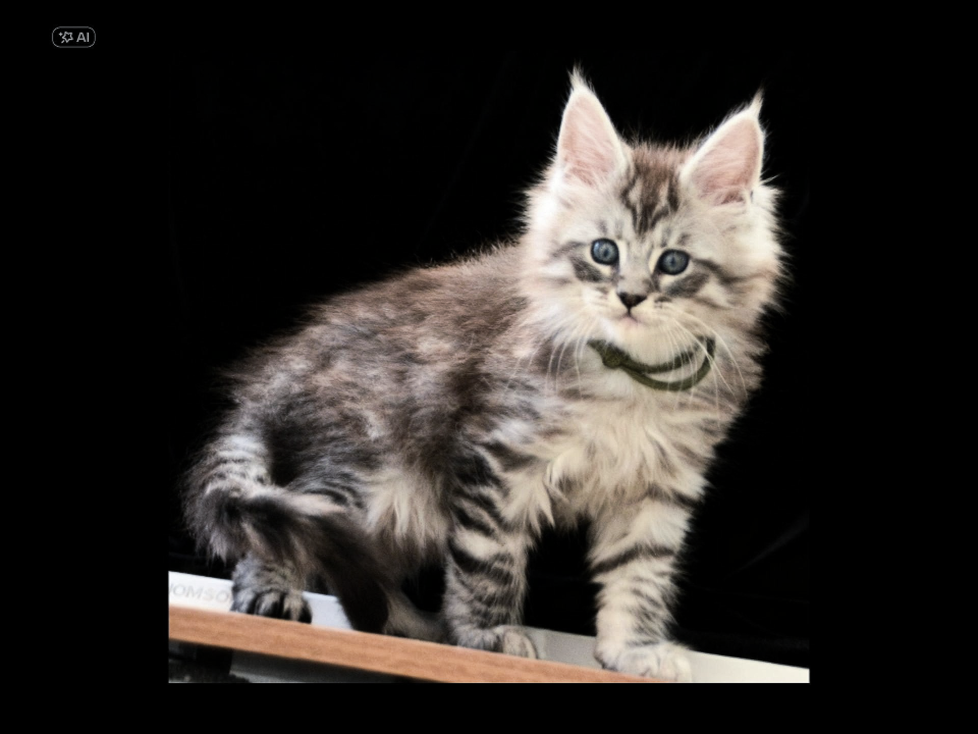 chaton maine coon