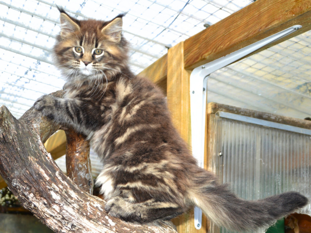 chaton maine coon a vendre