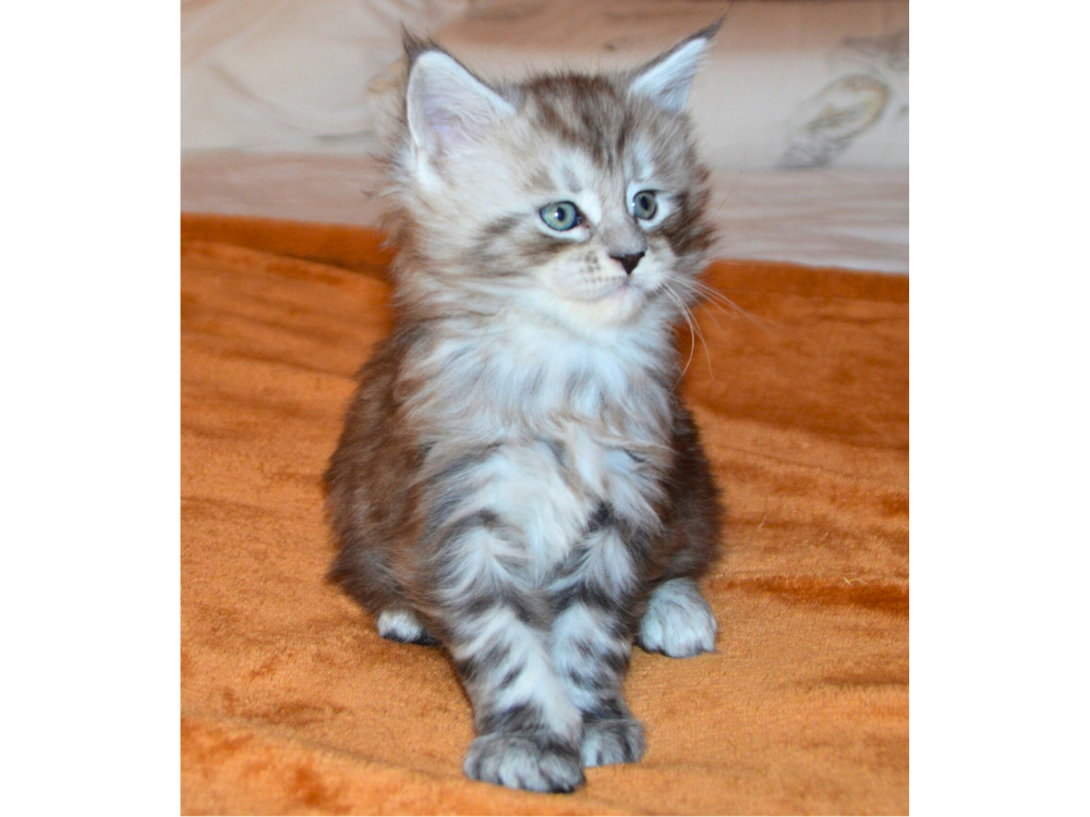 chaton maine coon a vendre