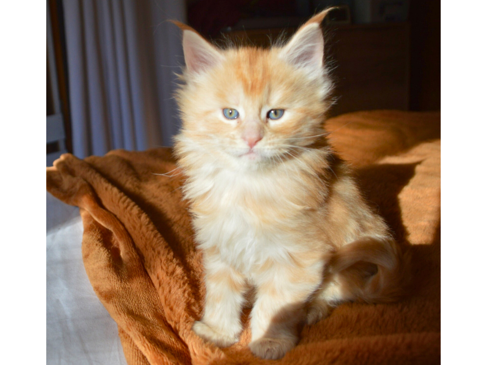 chaton maine coon a vendre