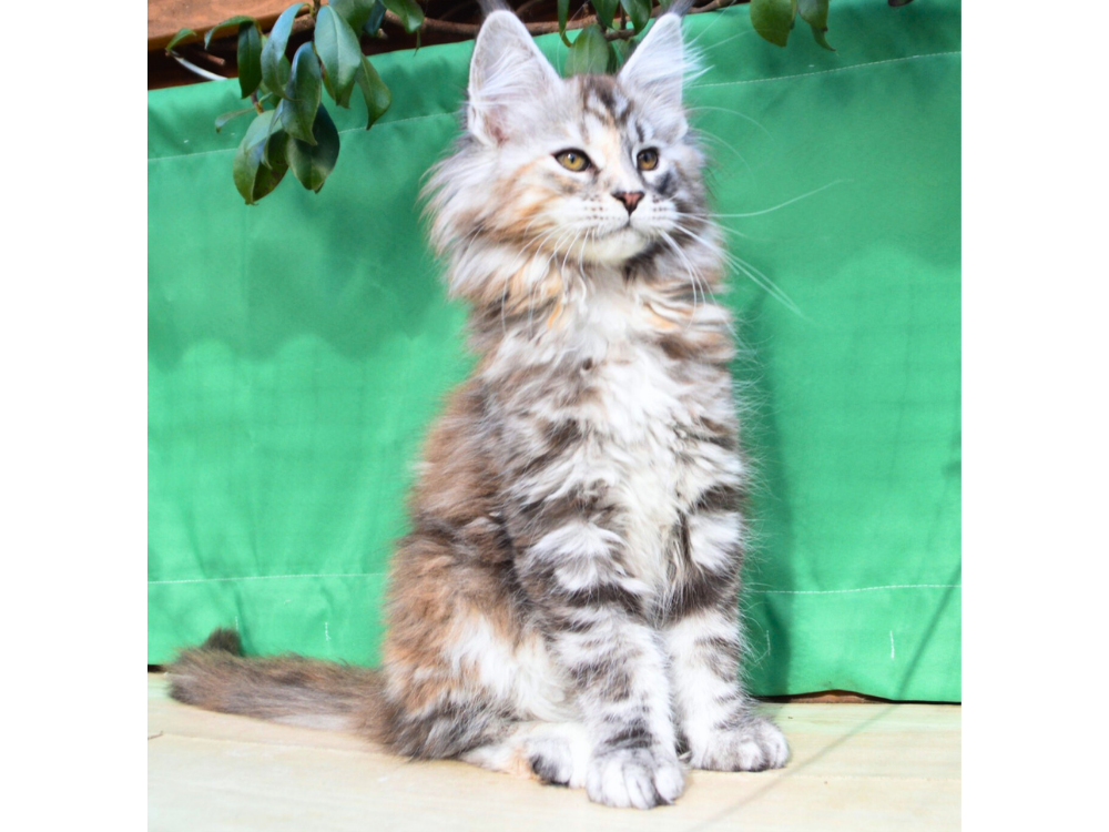 chaton maine coon a vendre