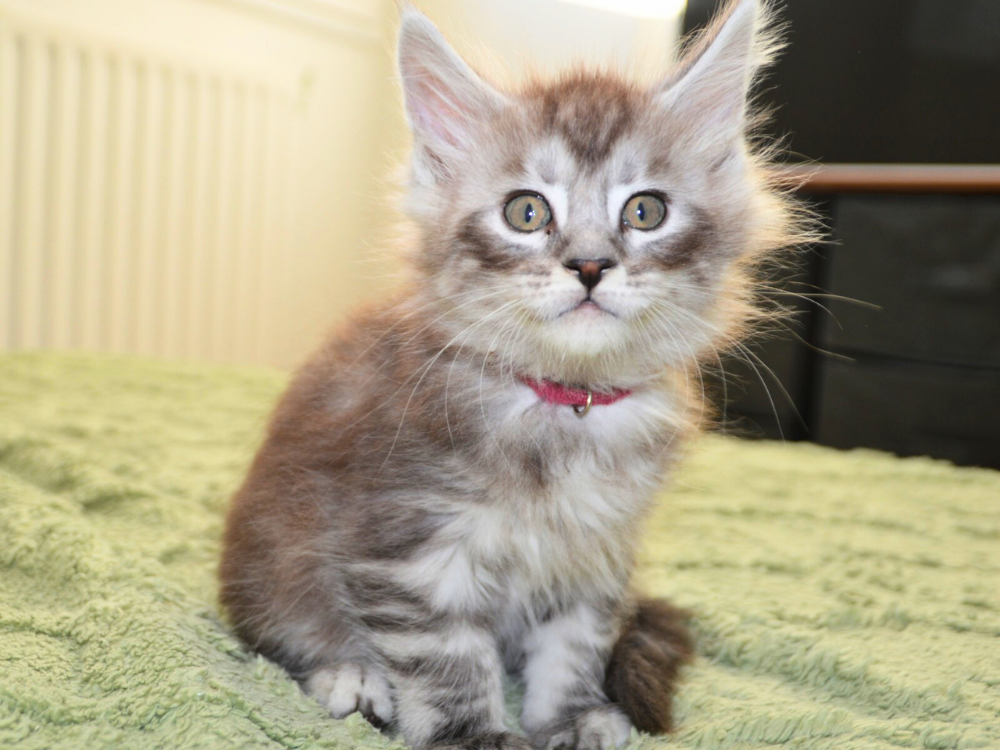 chaton maine coon a vendre