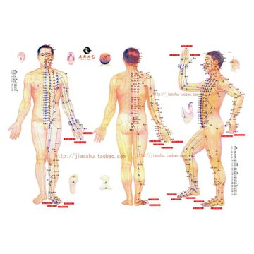 Human body chart