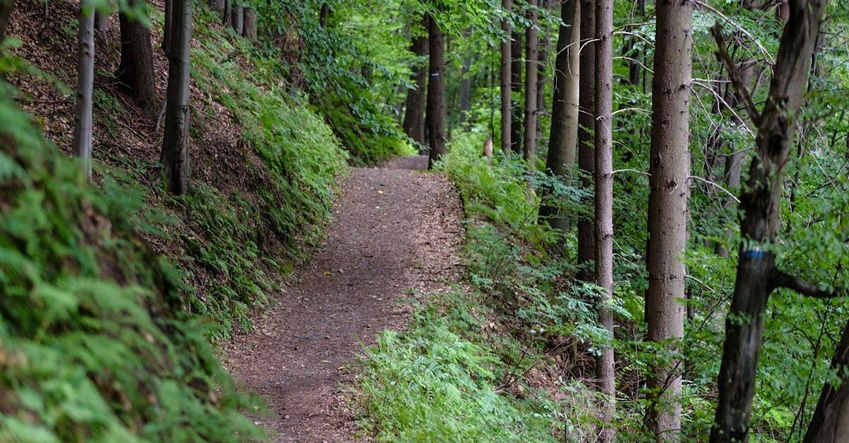 A path in the woods surrounded by trees and ferns.