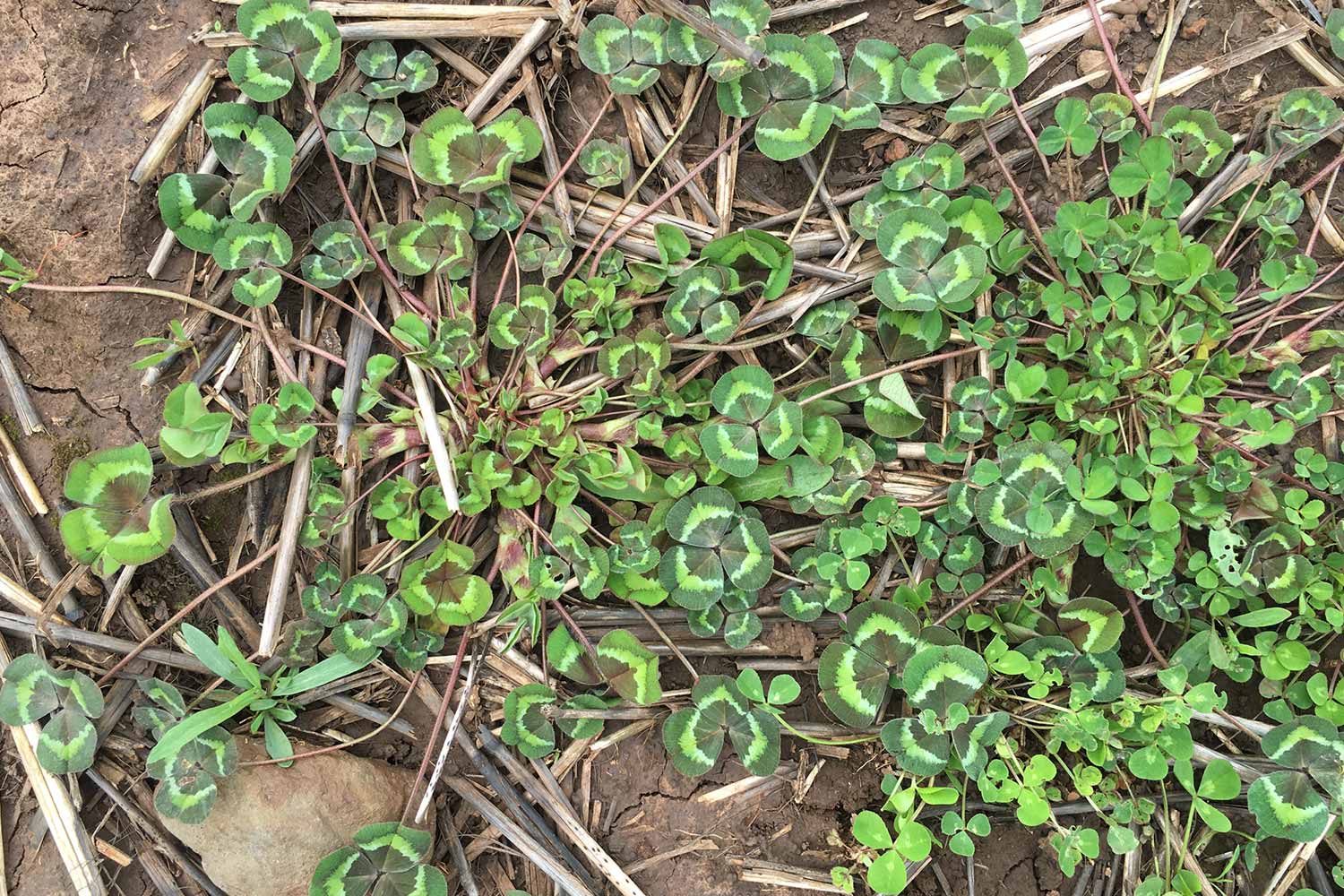 Plants shot from above